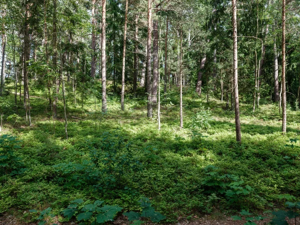 Стовбури Дерев Корою Літньому Лісі Сонячне Світло Фоні Листя — стокове фото