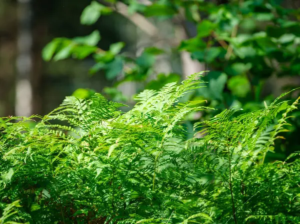 Grön Sommar Lövverk Strukturerad Bakgrund Med Träd Löv Och Skuggor — Stockfoto