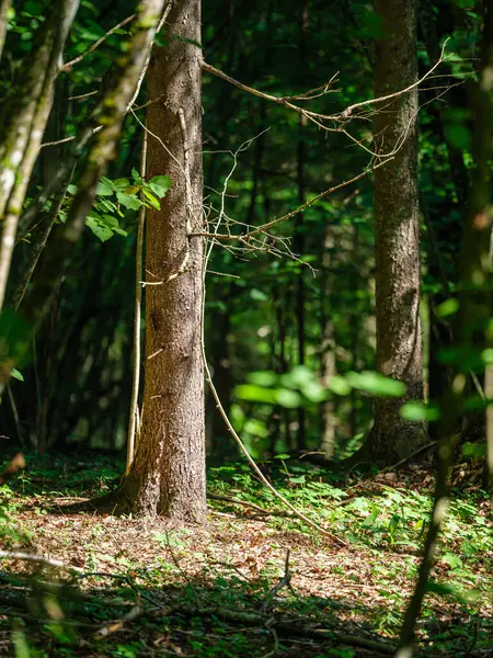 葉の背景に夏の森の日光で樹木のトランク — ストック写真