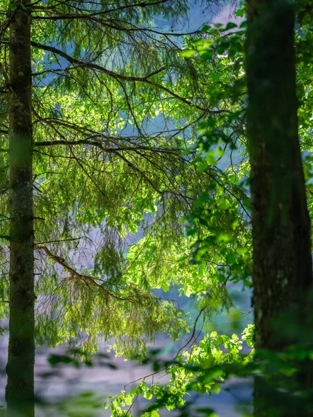 Troncos Árboles Con Corteza Bosque Verano Luz Del Sol Follaje —  Fotos de Stock