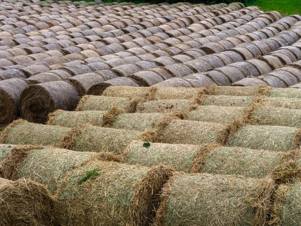 rolls of hay in countryside farm in summer