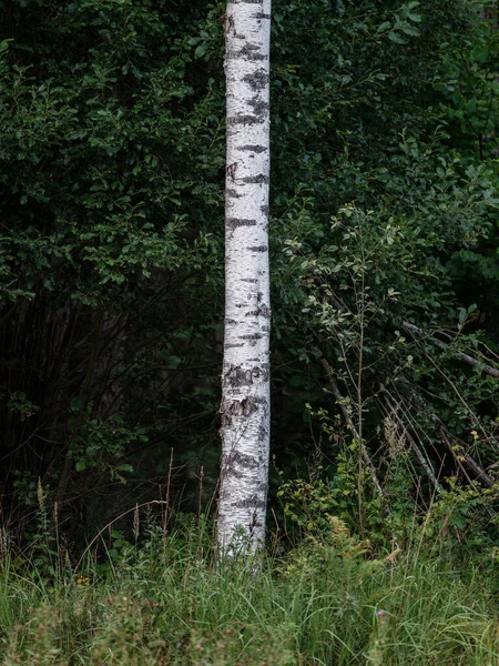 Troncos Árvores Com Casca Floresta Verão Luz Solar Fundo Folhagem — Fotografia de Stock