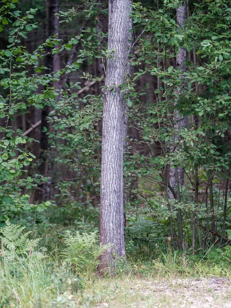Baumstämme Mit Rinde Sommer Wald Sonnenlicht Laubhintergrund — Stockfoto