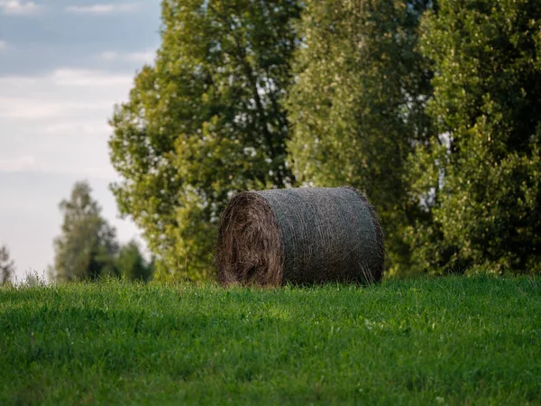 rolls of hay in countryside farm in summer