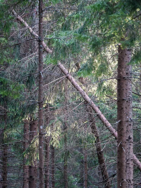 Стволы Деревьев Корой Летнем Лесу Солнечный Свет Фоне Листвы — стоковое фото