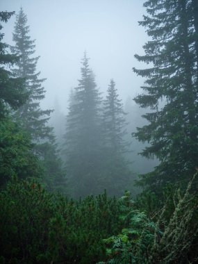 Soğuk sonbaharda sisli dağ yürüyüşü patikası. doğadaki macera