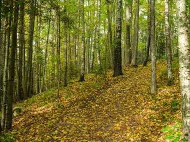 Altın sonbahar doğa yürüyüşü güneşli sonbahar gününde kırsalda