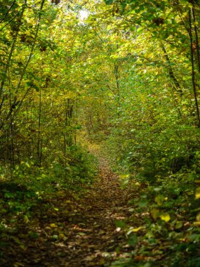 Altın sonbahar doğa yürüyüşü güneşli sonbahar gününde kırsalda