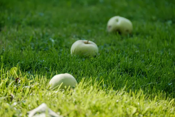 Pommier Aux Pommes Automne Prêt Être Récolté Par Temps Ensoleillé — Photo