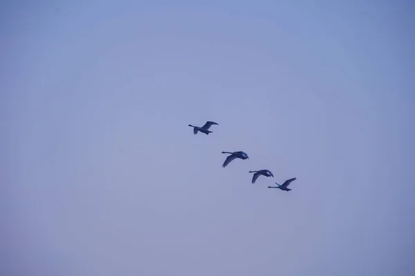 Stado Ptaków Lecących Południe Odlatujących Zimą Tle Błękitnego Nieba — Zdjęcie stockowe