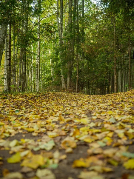 Золотая Осень Походы Природу Солнечный Осенний День Сельской Местности — стоковое фото