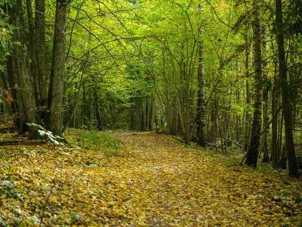 黄金の秋のハイキング 田舎の晴れた秋の日の自然のトレイル — ストック写真