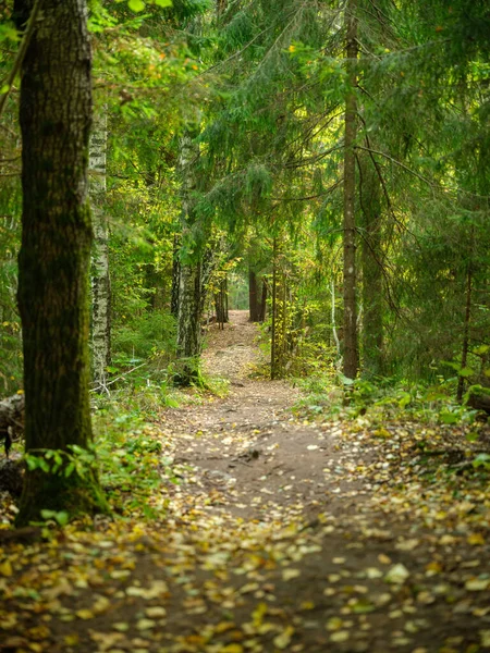 Trilha Dourada Natureza Das Caminhadas Outono Dia Ensolarado Queda Campo — Fotografia de Stock