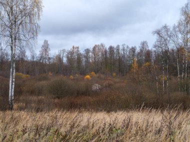 Kasvetli renkler ve sisli kırsalda kasvetli çıplak sonbahar tarlaları
