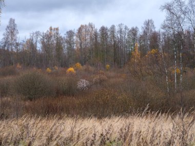 Kasvetli renkler ve sisli kırsalda kasvetli çıplak sonbahar tarlaları