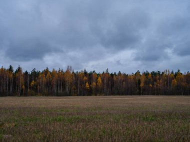Kasvetli renkler ve sisli kırsalda kasvetli çıplak sonbahar tarlaları