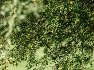 Sonbaharda elmalı elma ağacı güneşli bir günde hasat etmeye hazır.