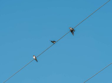 Güneye uçan kuş sürüsü mavi gökyüzüne karşı kış için ayrılıyor.