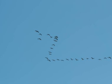 Güneye uçan kuş sürüsü mavi gökyüzüne karşı kış için ayrılıyor.