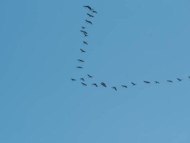 Güneye uçan kuş sürüsü mavi gökyüzüne karşı kış için ayrılıyor.