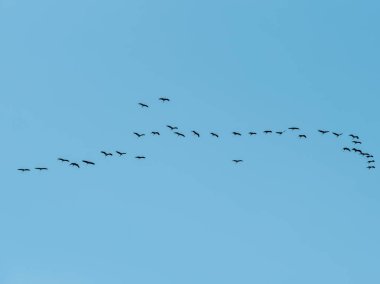 Güneye uçan kuş sürüsü mavi gökyüzüne karşı kış için ayrılıyor.