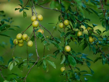 Sonbaharda elmalı elma ağacı güneşli bir günde hasat etmeye hazır.