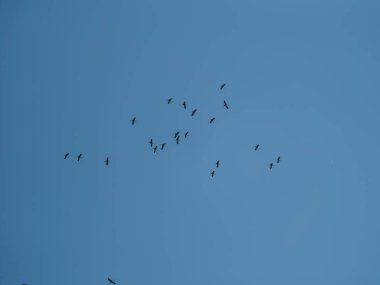 Güneye uçan kuş sürüsü mavi gökyüzüne karşı kış için ayrılıyor.