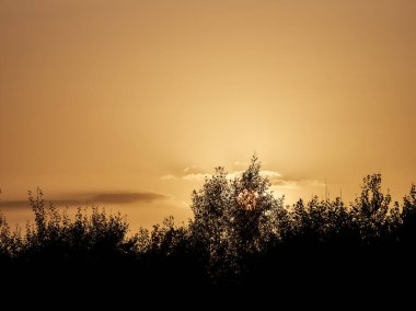 Büyük, yaşlı meşe ağacı kremsi toz içinde gün batımında sis ve güneş ışınlarıyla