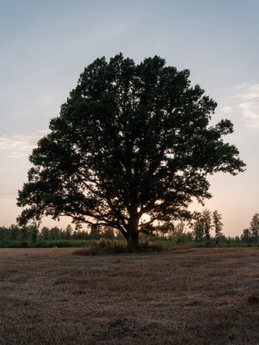 Büyük, yaşlı meşe ağacı kremsi toz içinde gün batımında sis ve güneş ışınlarıyla