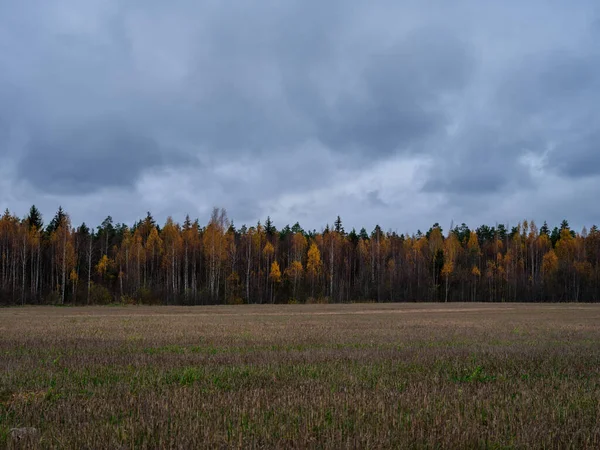 Kasvetli Renkler Sisli Kırsalda Kasvetli Çıplak Sonbahar Tarlaları — Stok fotoğraf