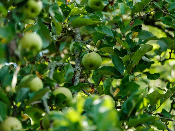 Manzano Con Manzanas Otoño Listo Para Cosechar Día Soleado — Foto de Stock