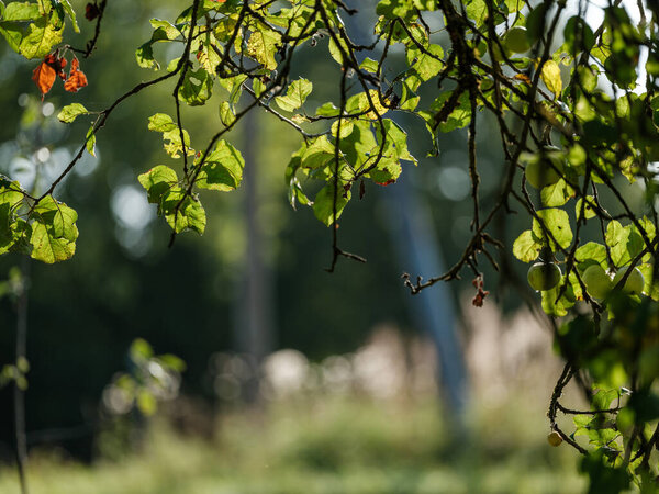 apple tree with apples in autumn ready to harvest in sunny day