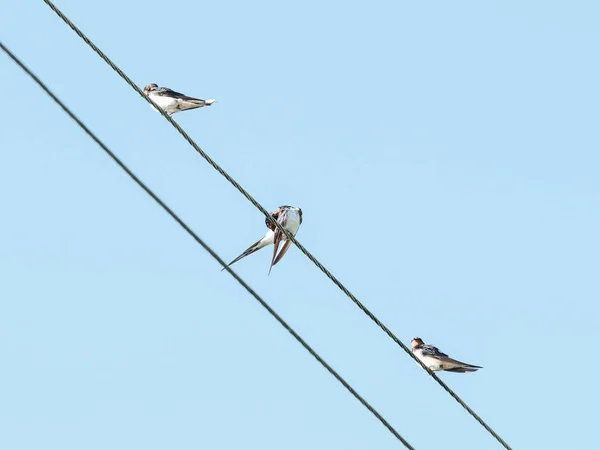 Stormo Uccelli Che Volano Sud Partenza Inverno Contro Cielo Blu — Foto Stock