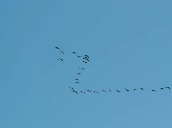Bandada Aves Volando Hacia Sur Partiendo Para Invierno Contra Cielo — Foto de Stock