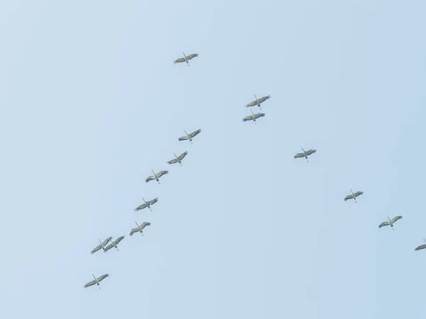 Vogelschwarm Fliegt Den Süden Und Bricht Vor Blauem Himmel Den — Stockfoto