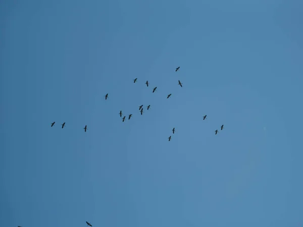 Troupeau Oiseaux Volant Vers Sud Quittant Pour Hiver Contre Ciel — Photo