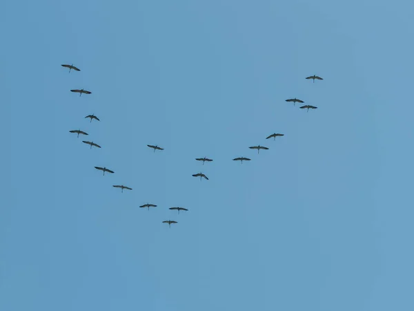 Зграя Птахів Летять Південь Виходячи Зиму Проти Блакитного Неба — стокове фото