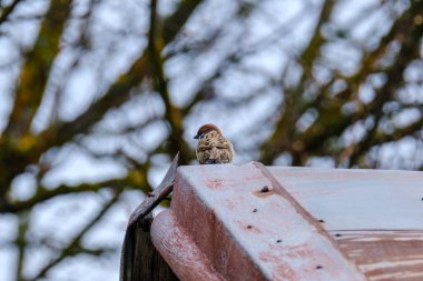 Bir telde ya da çatıda oturan mavi gökyüzü arka planlı bir kuş