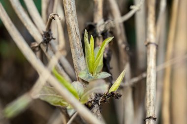 yeşil yaz yaprakları yapraklar ve bitkilerle arka plan ayrıntıları