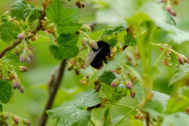 yeşil yaz yaprakları yapraklar ve bitkilerle arka plan ayrıntıları