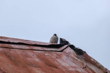 Bir telde ya da çatıda oturan mavi gökyüzü arka planlı bir kuş
