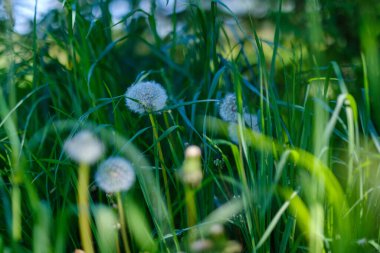 yeşil yaz yaprakları yapraklar ve bitkilerle arka plan ayrıntıları