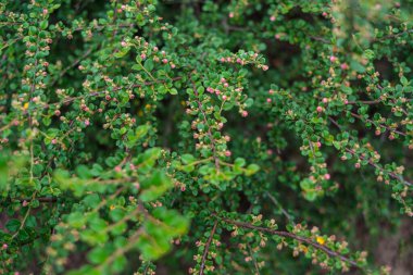 yeşil yaz yaprakları yapraklar ve bitkilerle arka plan ayrıntıları