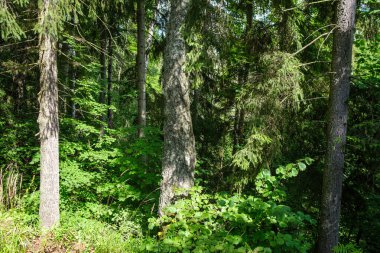 yeşil yaz yaprakları yapraklar ve bitkilerle arka plan ayrıntıları