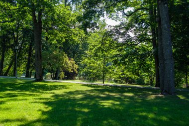 Yazın güneşli bir orman Ağaç gövdeleri ve güneş ışınları arka planda bulanık