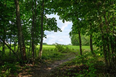 Yazın güneşli bir orman Ağaç gövdeleri ve güneş ışınları arka planda bulanık