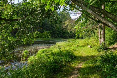 Yazın güneşli bir orman Ağaç gövdeleri ve güneş ışınları arka planda bulanık