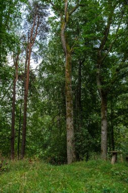 Yazın güneşli bir orman Ağaç gövdeleri ve güneş ışınları arka planda bulanık