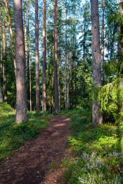 Yazın güneşli bir orman Ağaç gövdeleri ve güneş ışınları arka planda bulanık