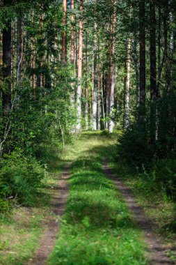 Yazın güneşli bir orman Ağaç gövdeleri ve güneş ışınları arka planda bulanık